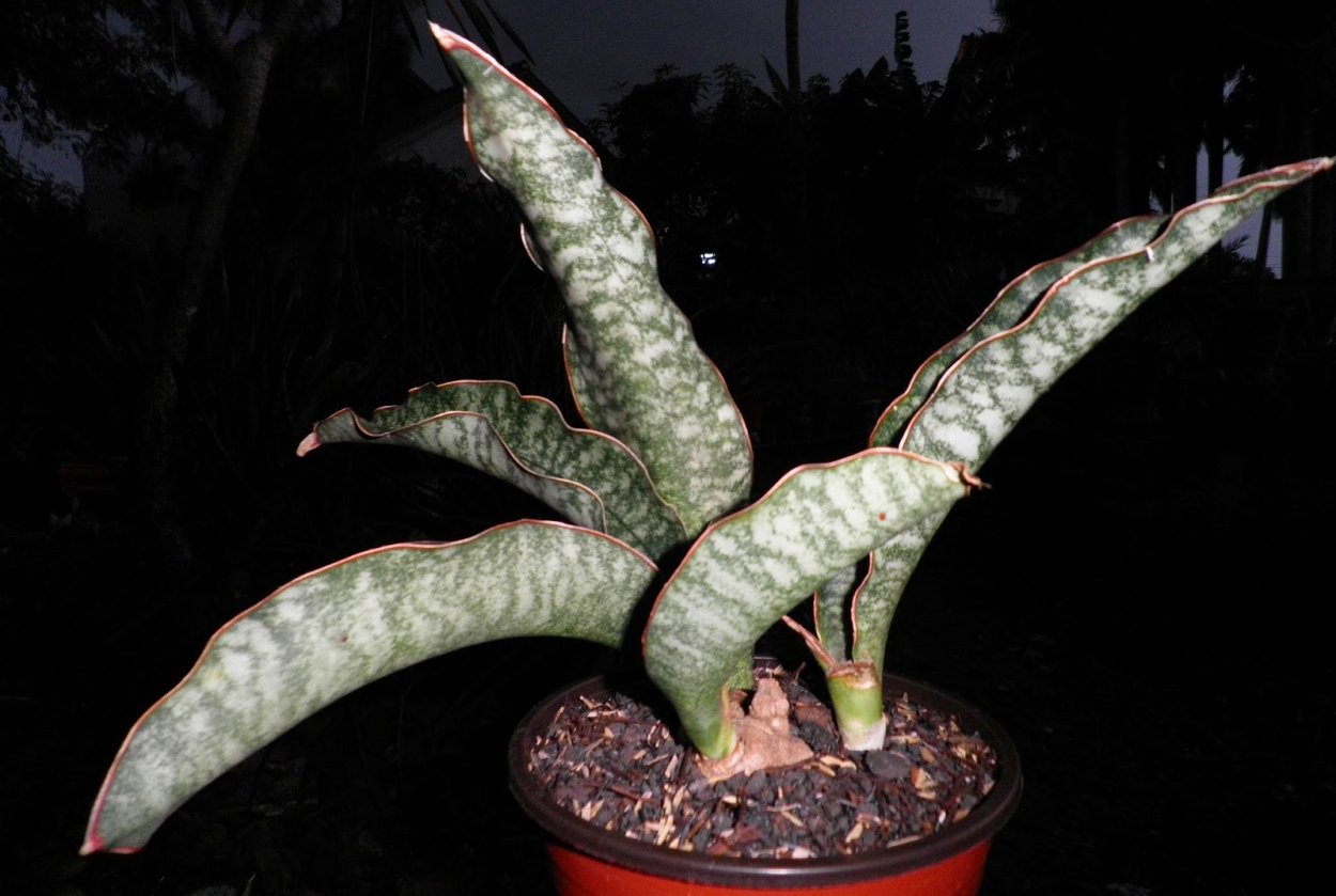 Сансевиерия грей страйп