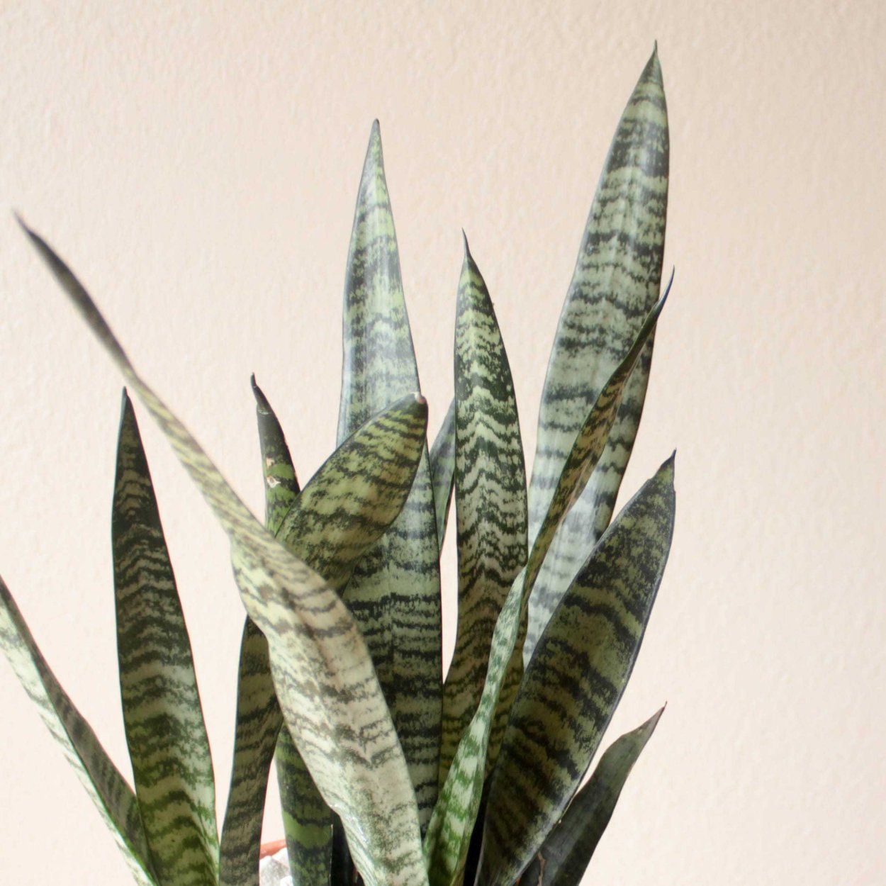 Сансевиерия Джибоя