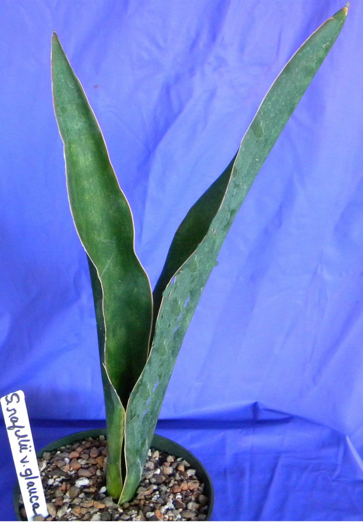 Сансевиерия Star Iguana