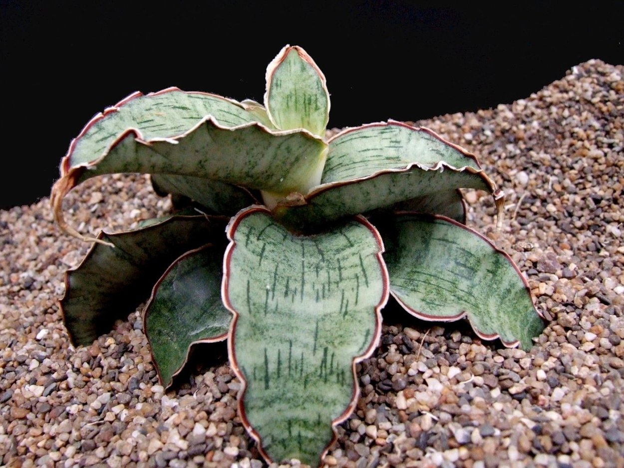 Сансевиерия kirkii