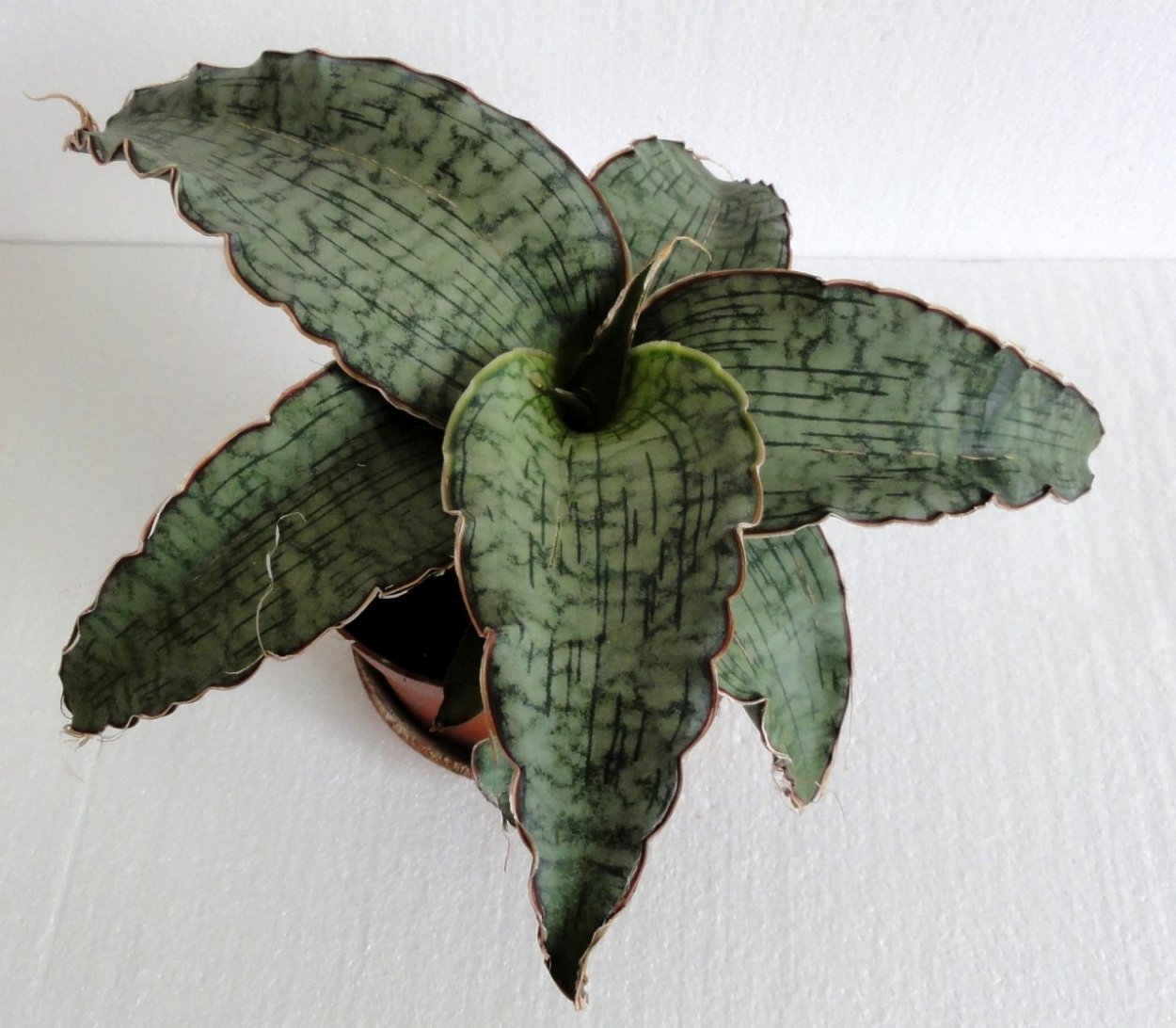 Сансевьера Сильвер Блю