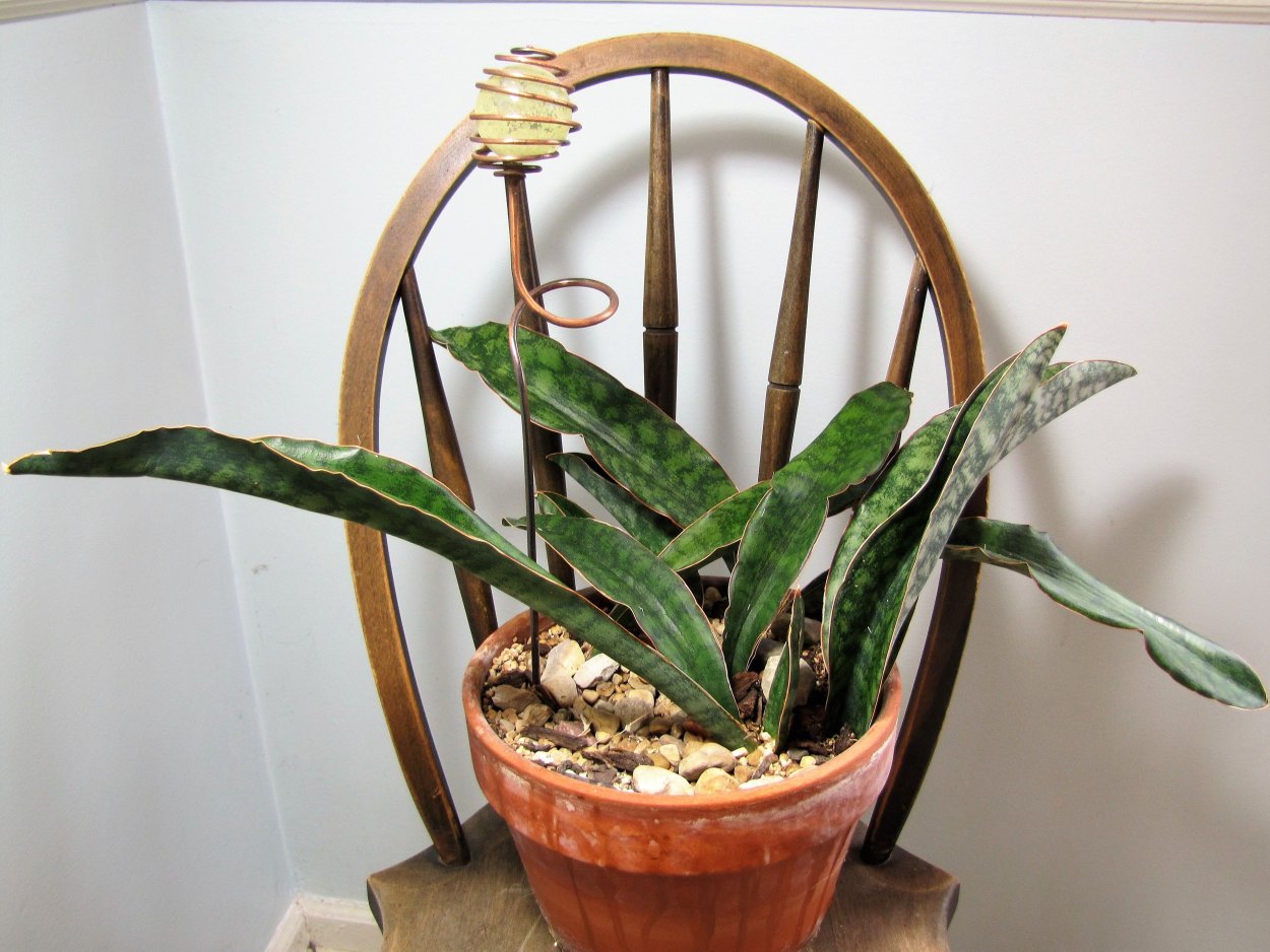 Сансевиерия сульката