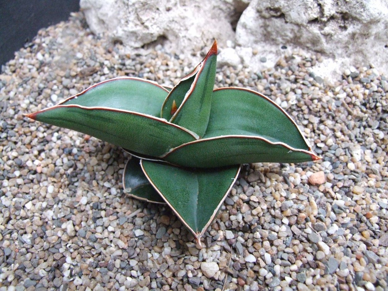 Сансевиерия Лавранос Сомалия