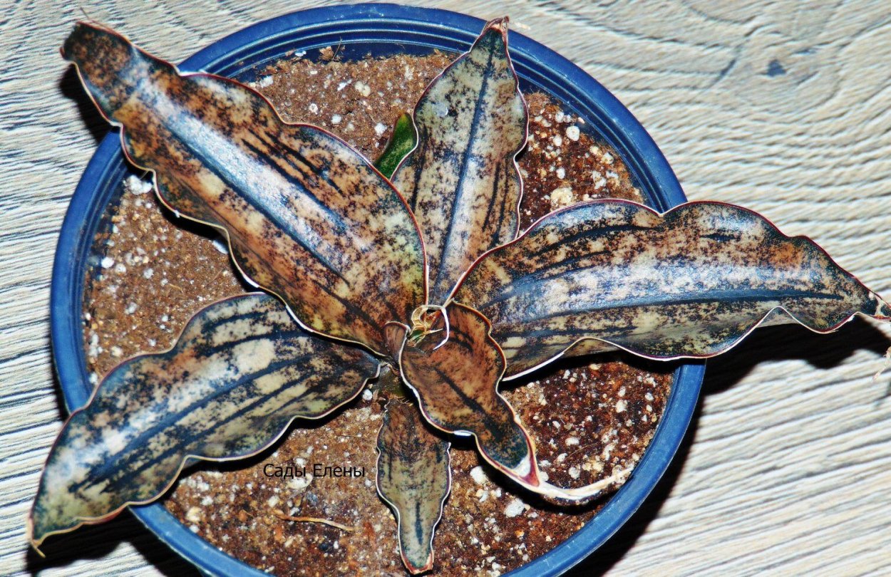 Сансевиерия кирки Стар Каен