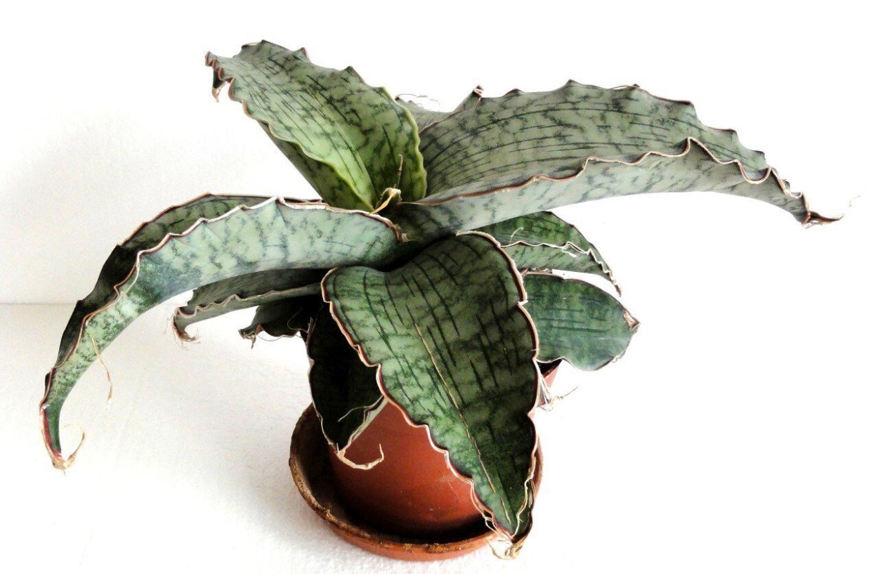 Сансевиерия kirkii