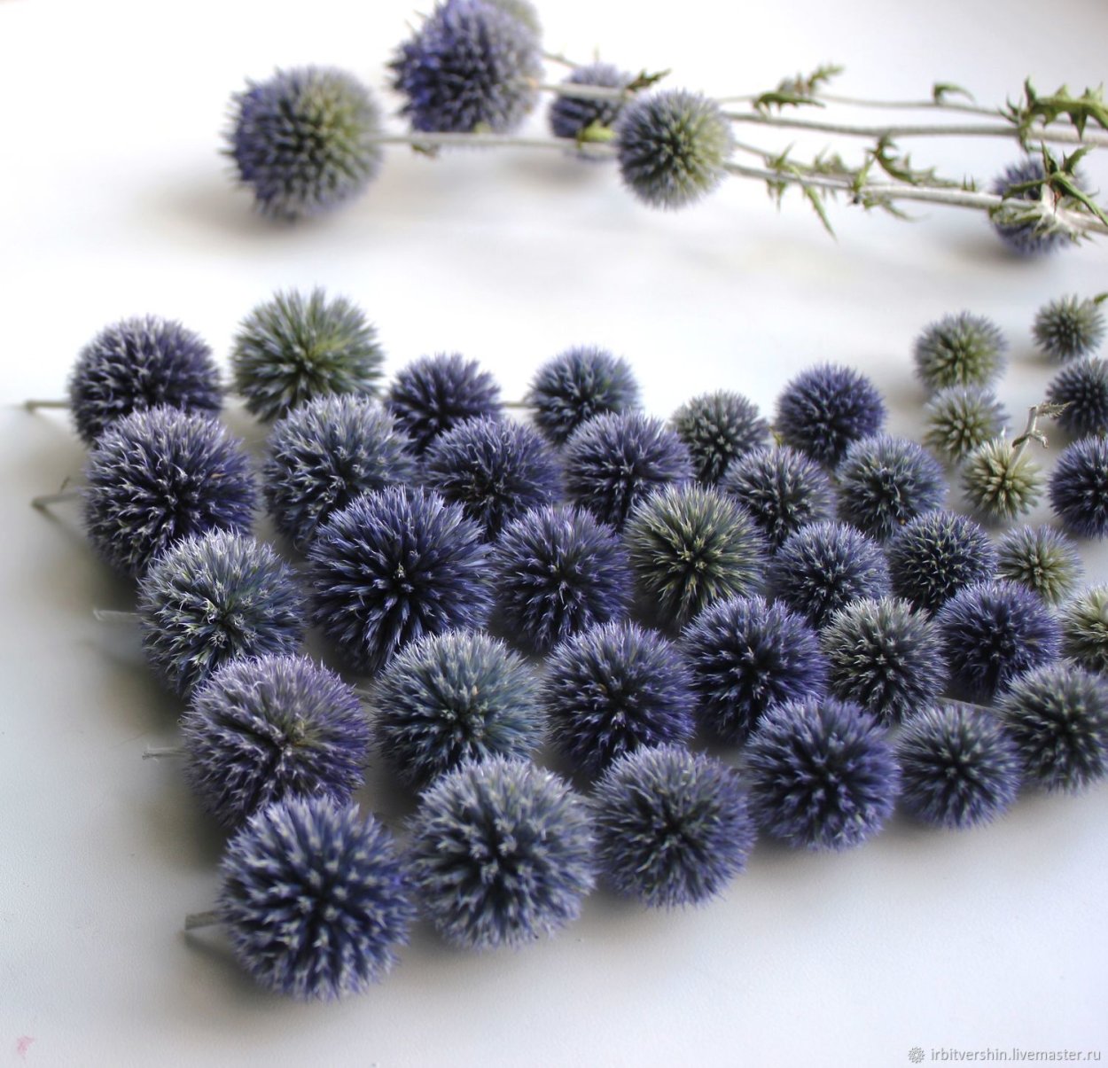 Сухоцвет синий мордовник