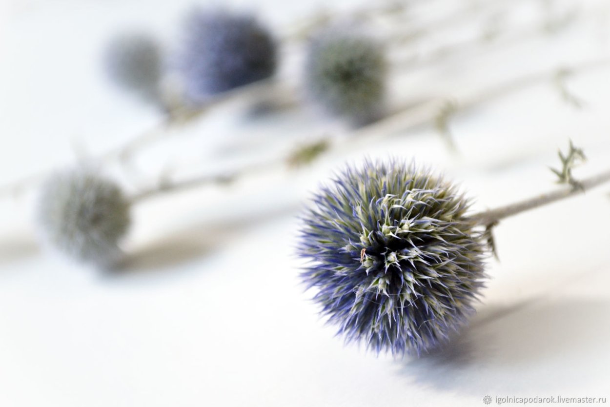 Сырье мордовника