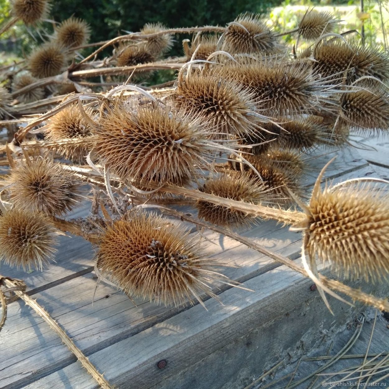 Ворсянка Краснодар