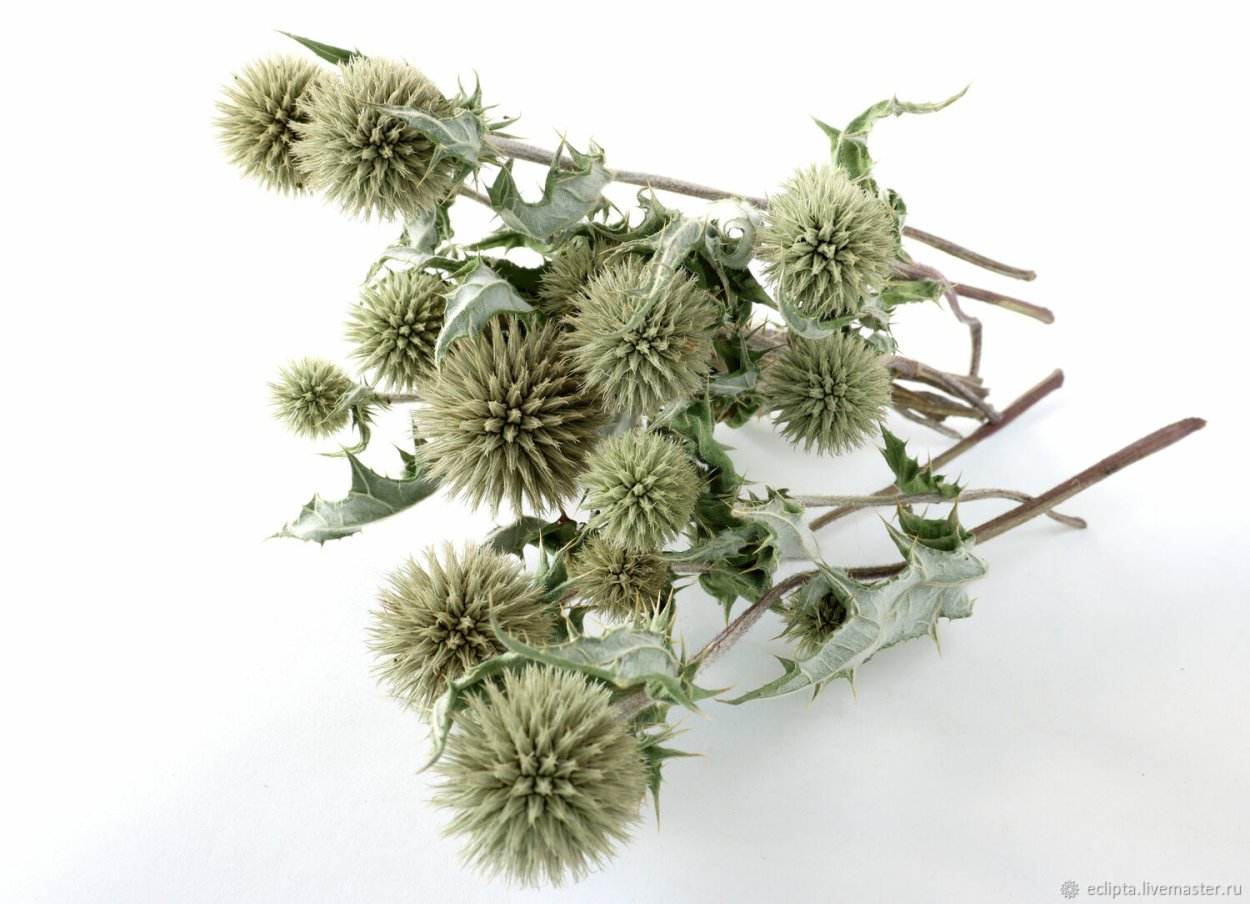 Мордовник для декора