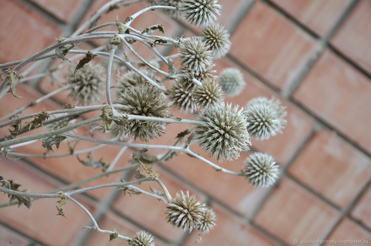 Мордовник сухоцвет