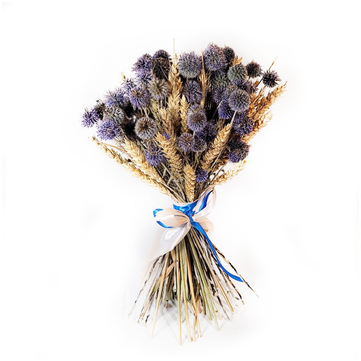 Сетария фаларис