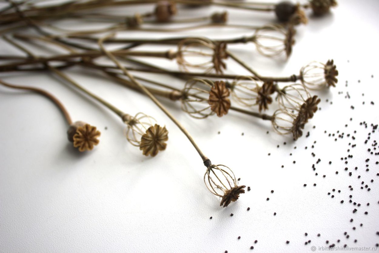 Сухие цветы