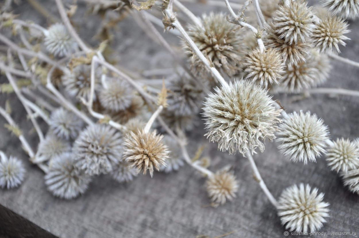 Мордовник сухоцвет