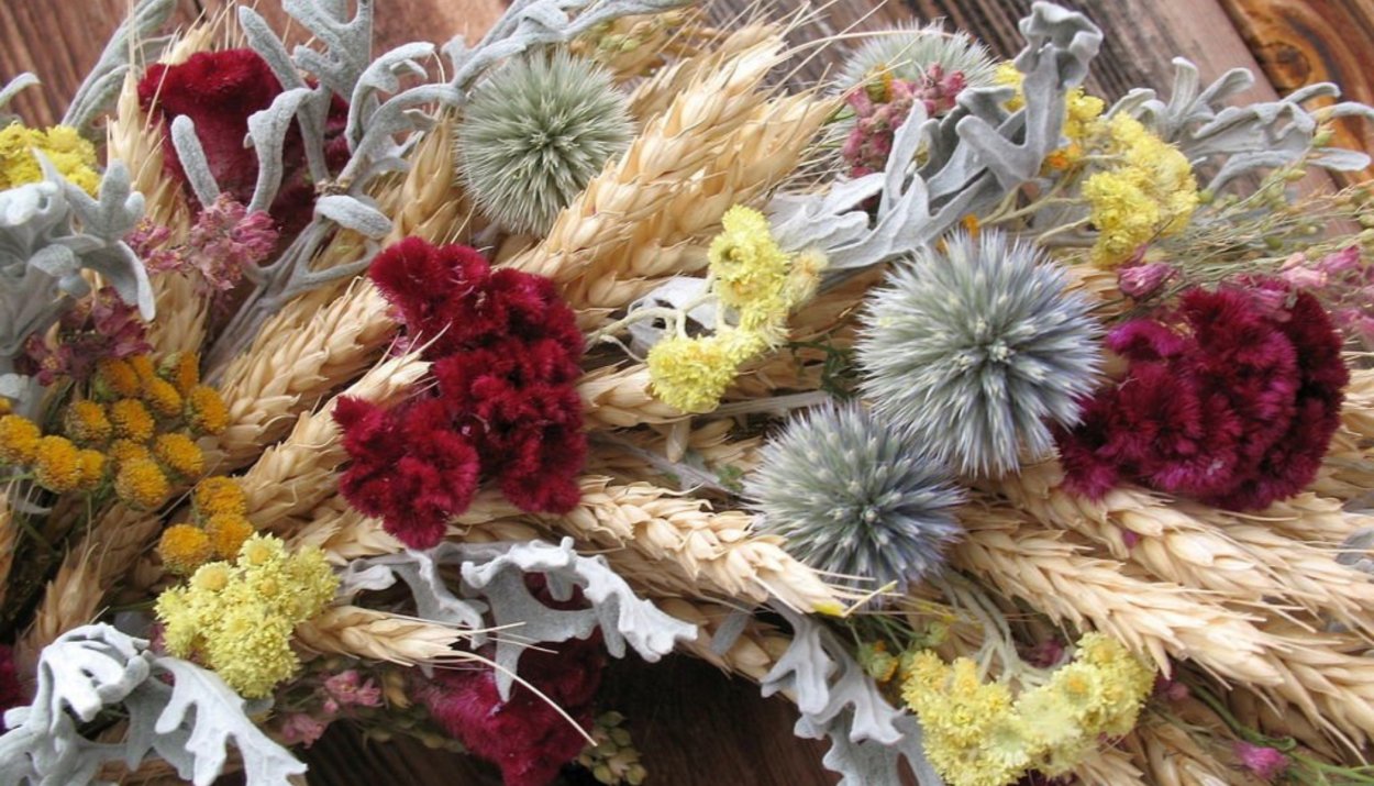 Сухоцвет Амарант в венке