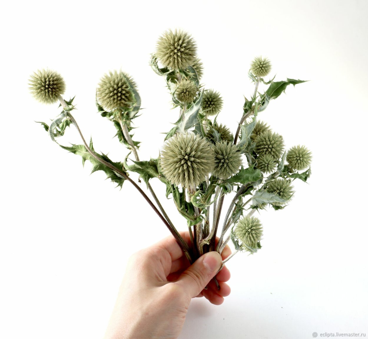 Мордовник для декора