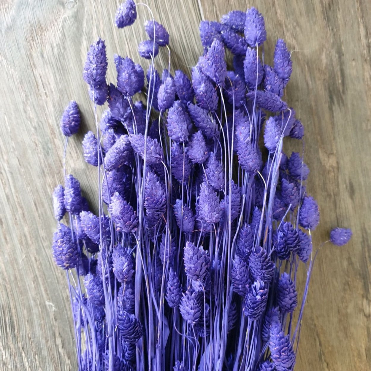 Фалярис сухоцвет