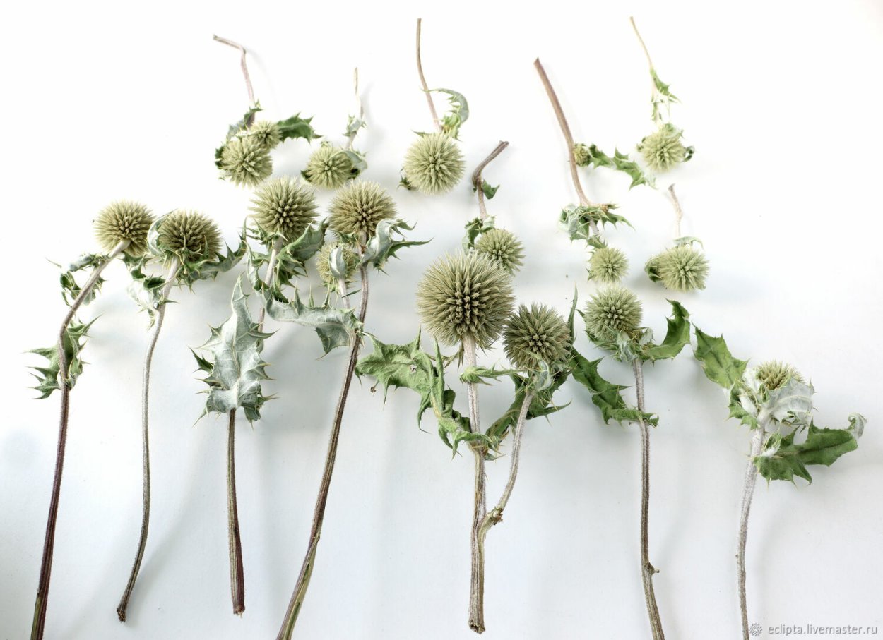 Мордовник для декора