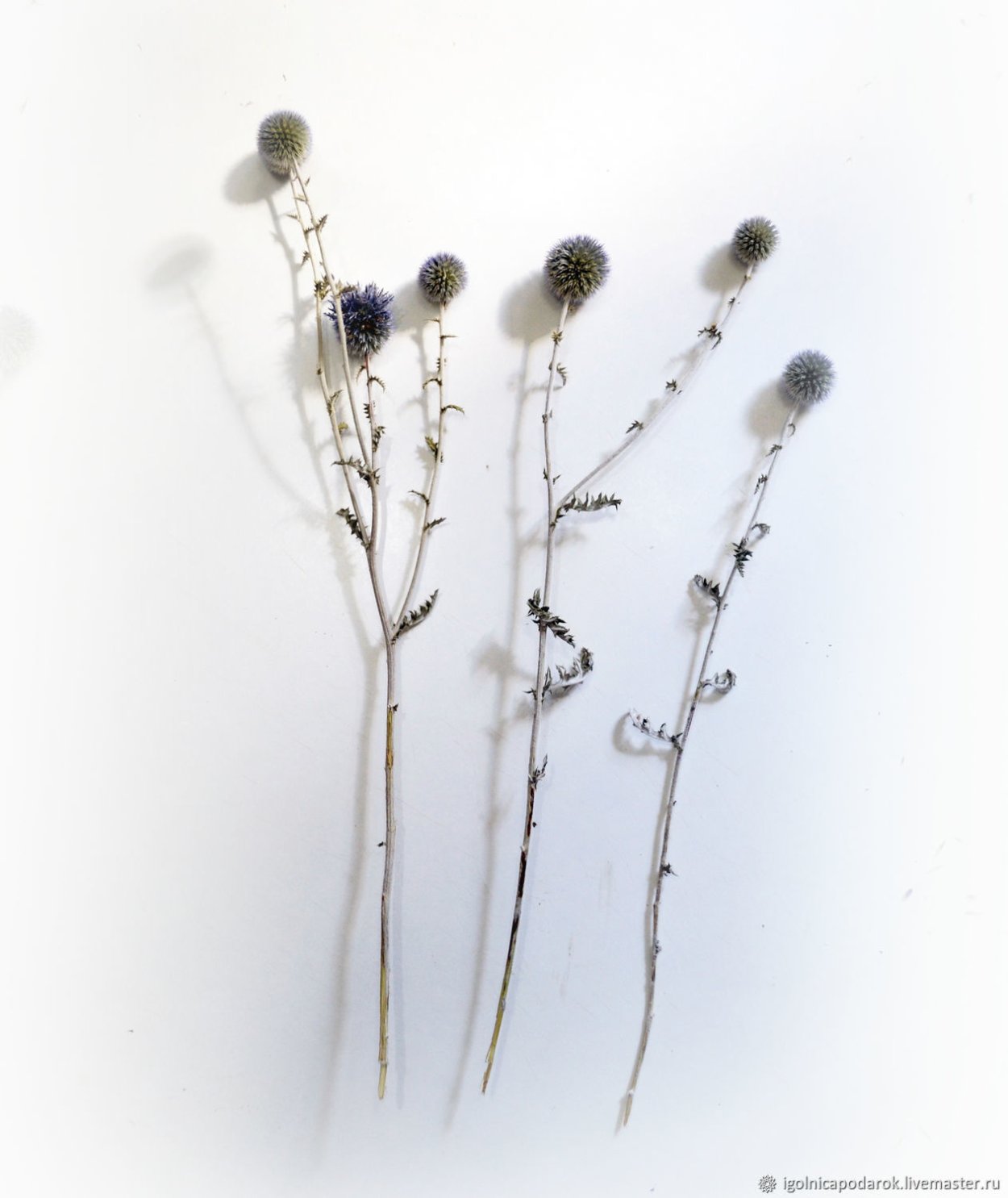 Мордовник шароголовый сухоцвет