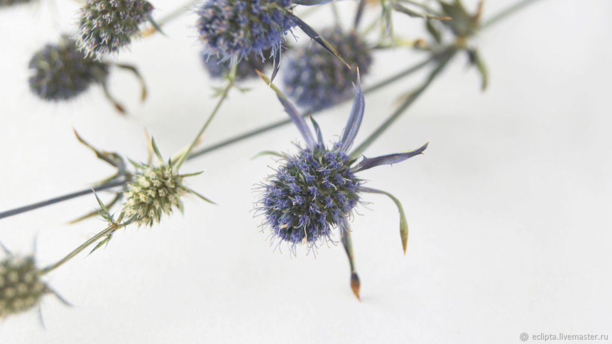 Синеголовник Бурже