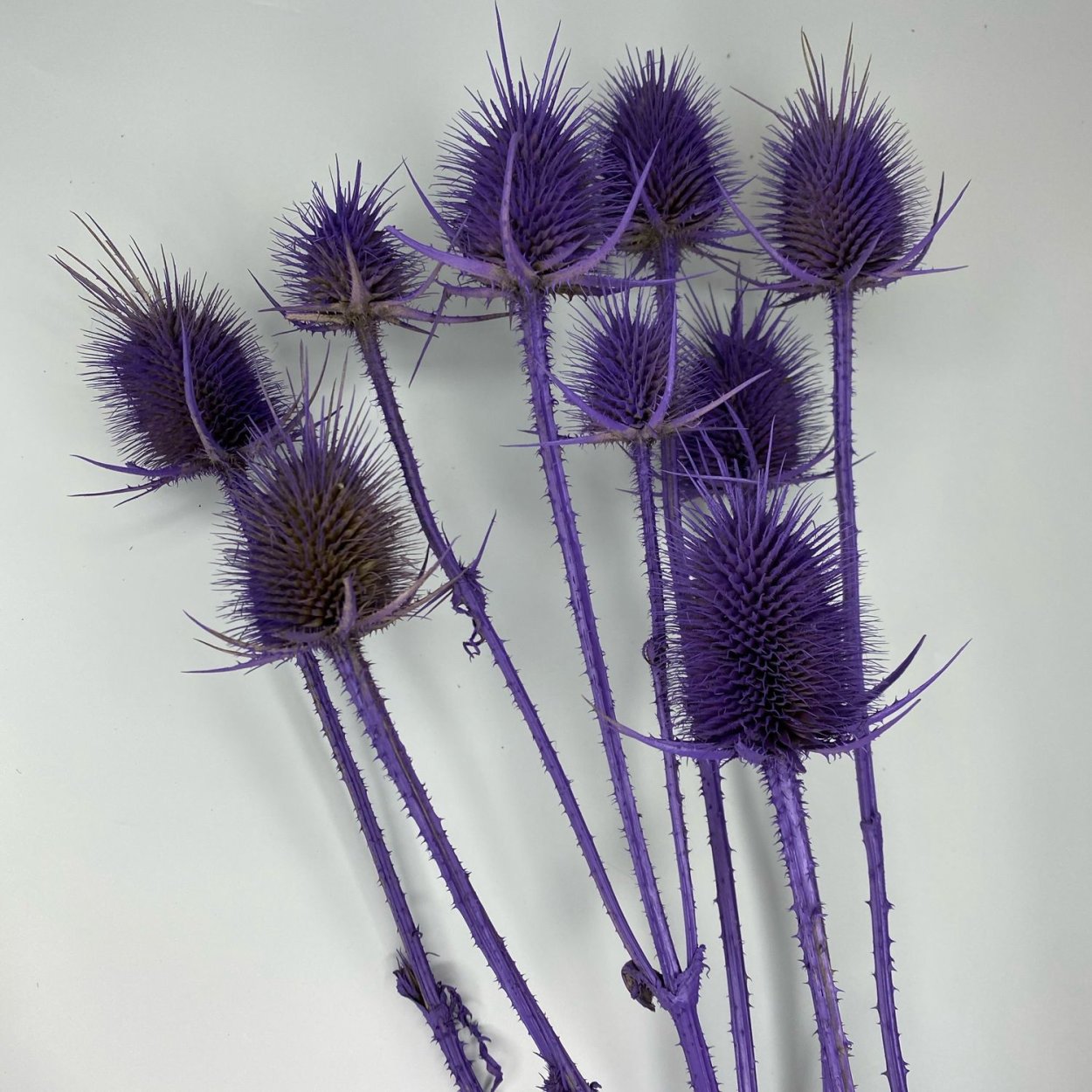 Ворсянка сухоцвет