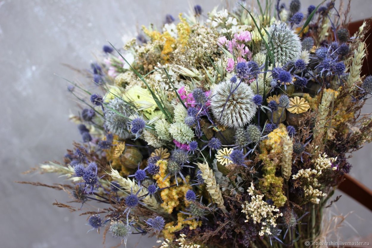 Лиатрис сухоцвет