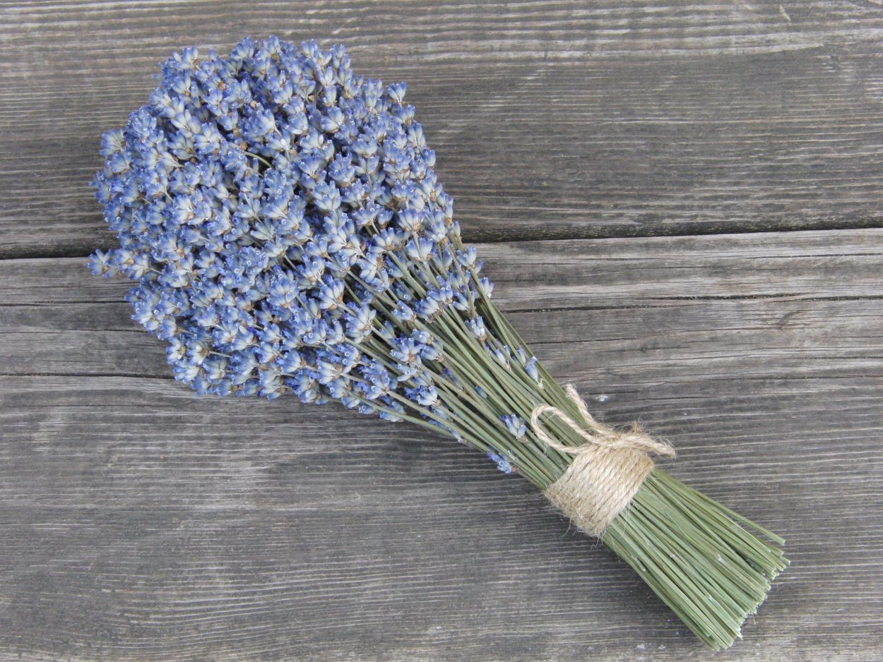 Лаванда голубая Патон