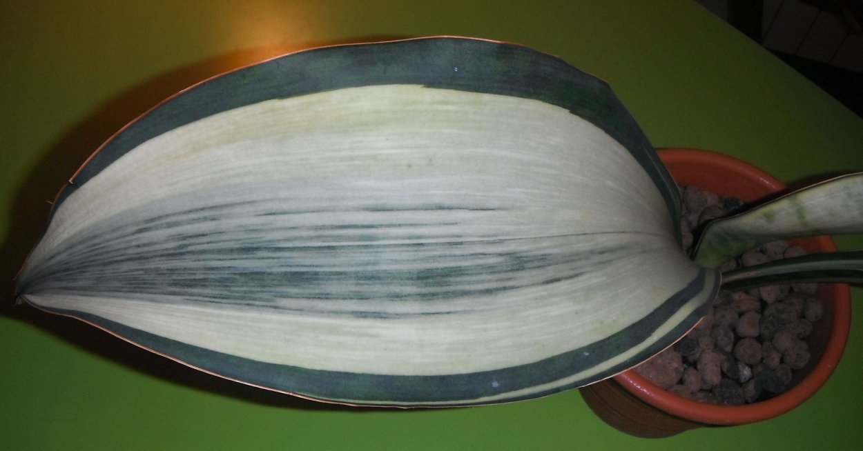 S.masoniana variegated Cream.