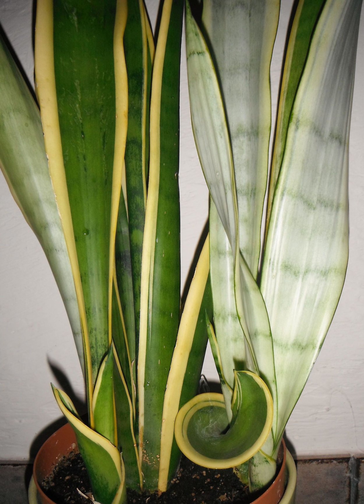 Сансевиерия Лауренти Сильвер