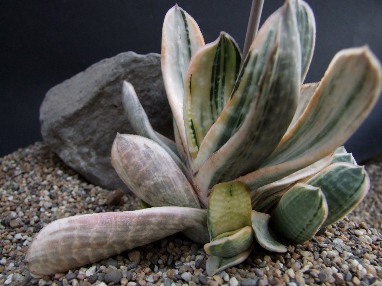 Gasteria (variegata Yellow)