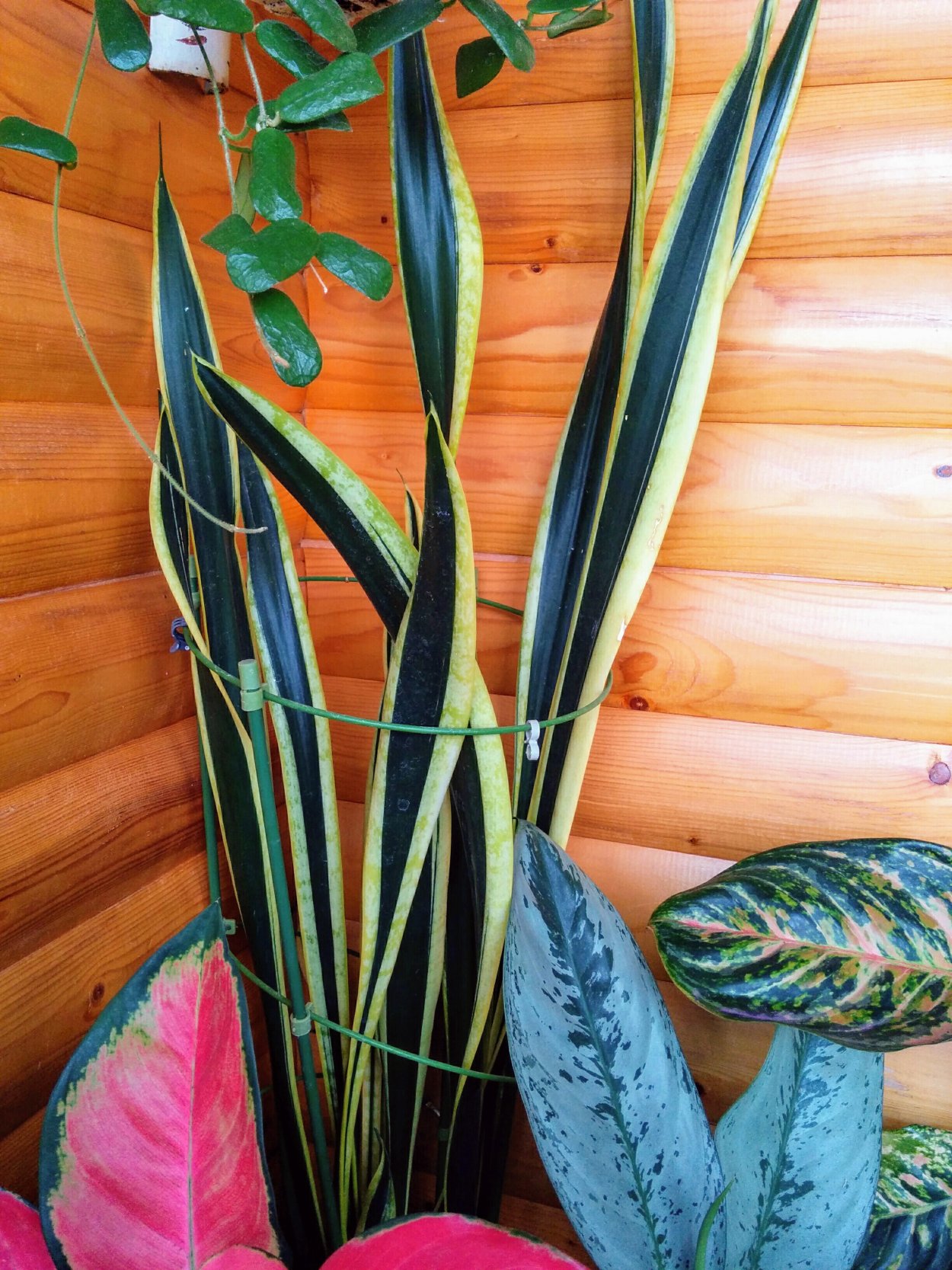 Сансевиерия trifasciata Уитни