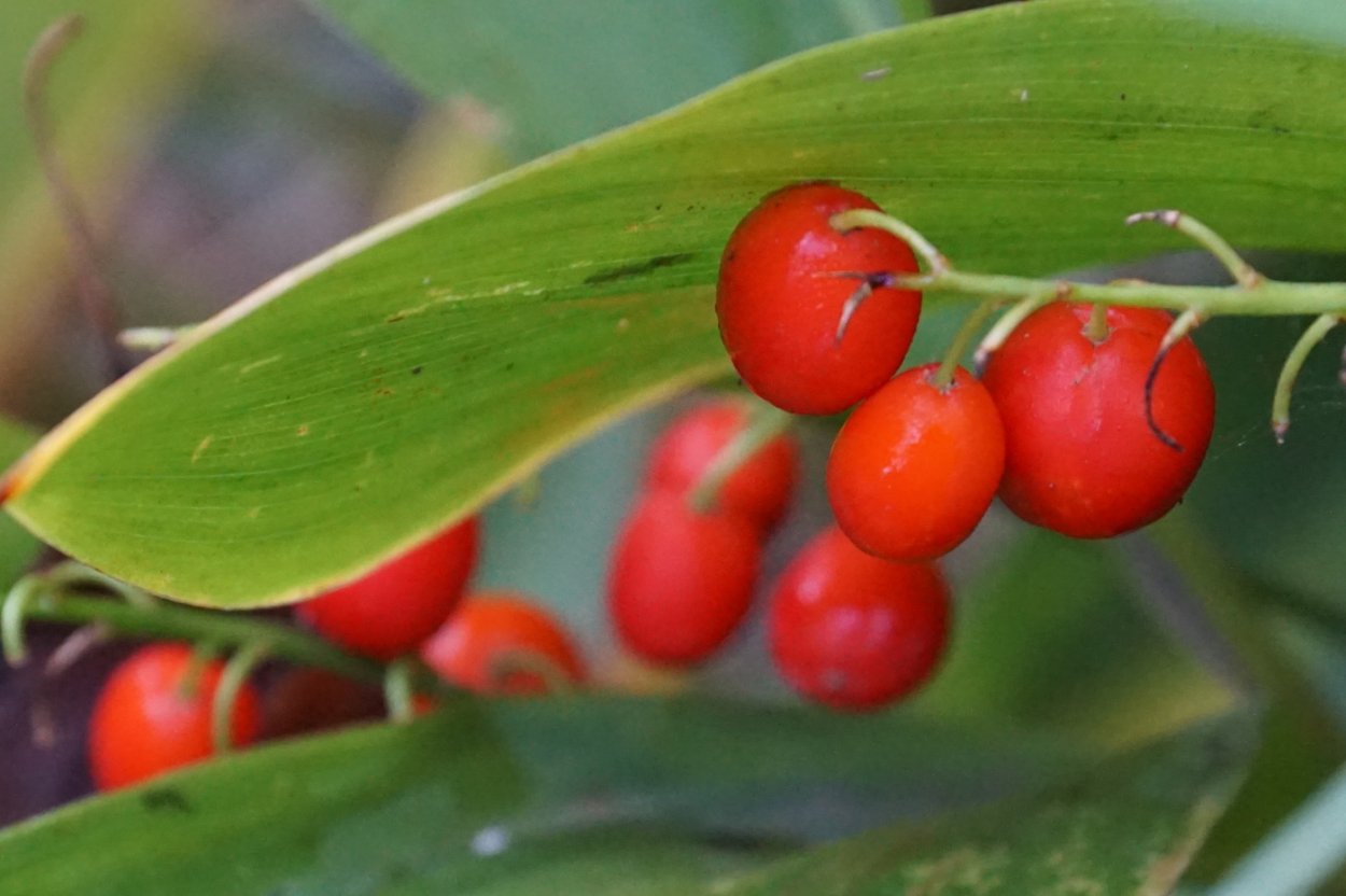 Красные картинки