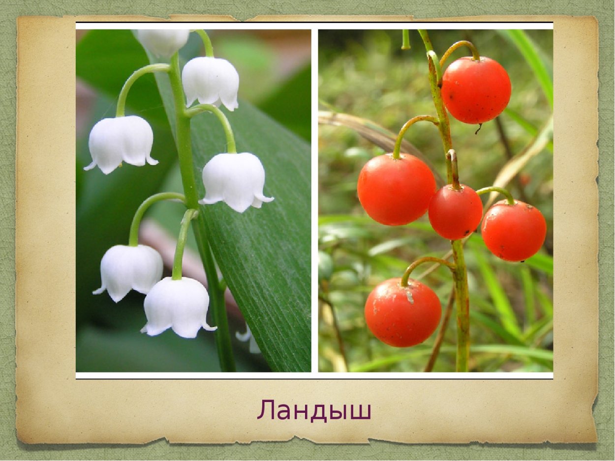 Плод ягода у ландыша майского