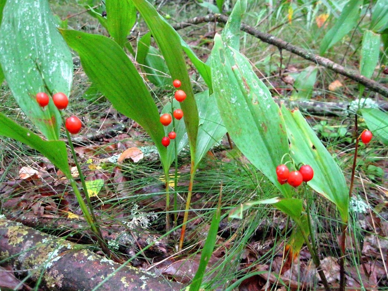 Ландыш Майский ягоды