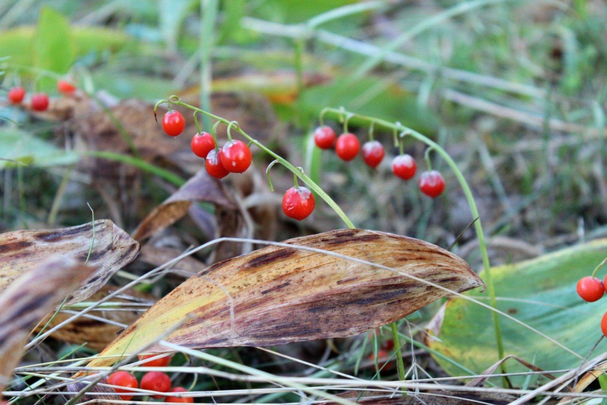 Картинка Ландыш с ягодами