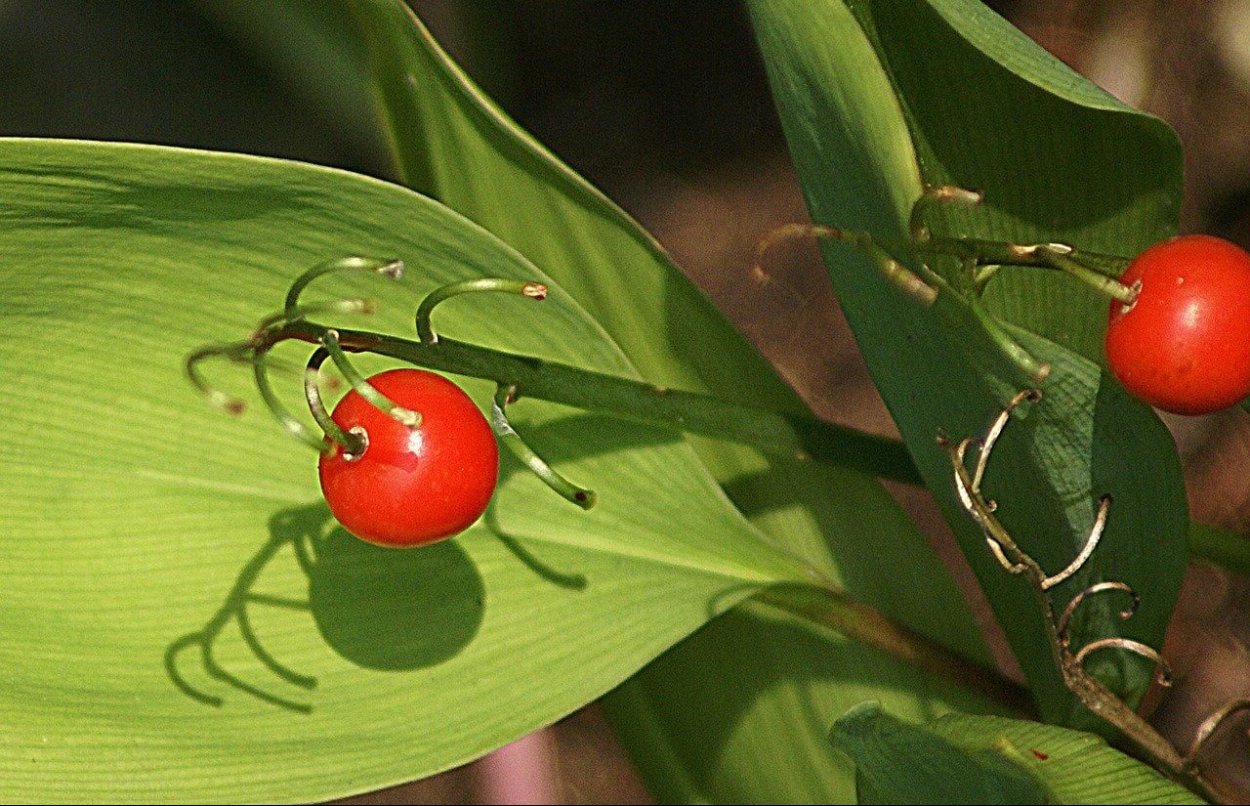 Ландыш ягоды ядовитые