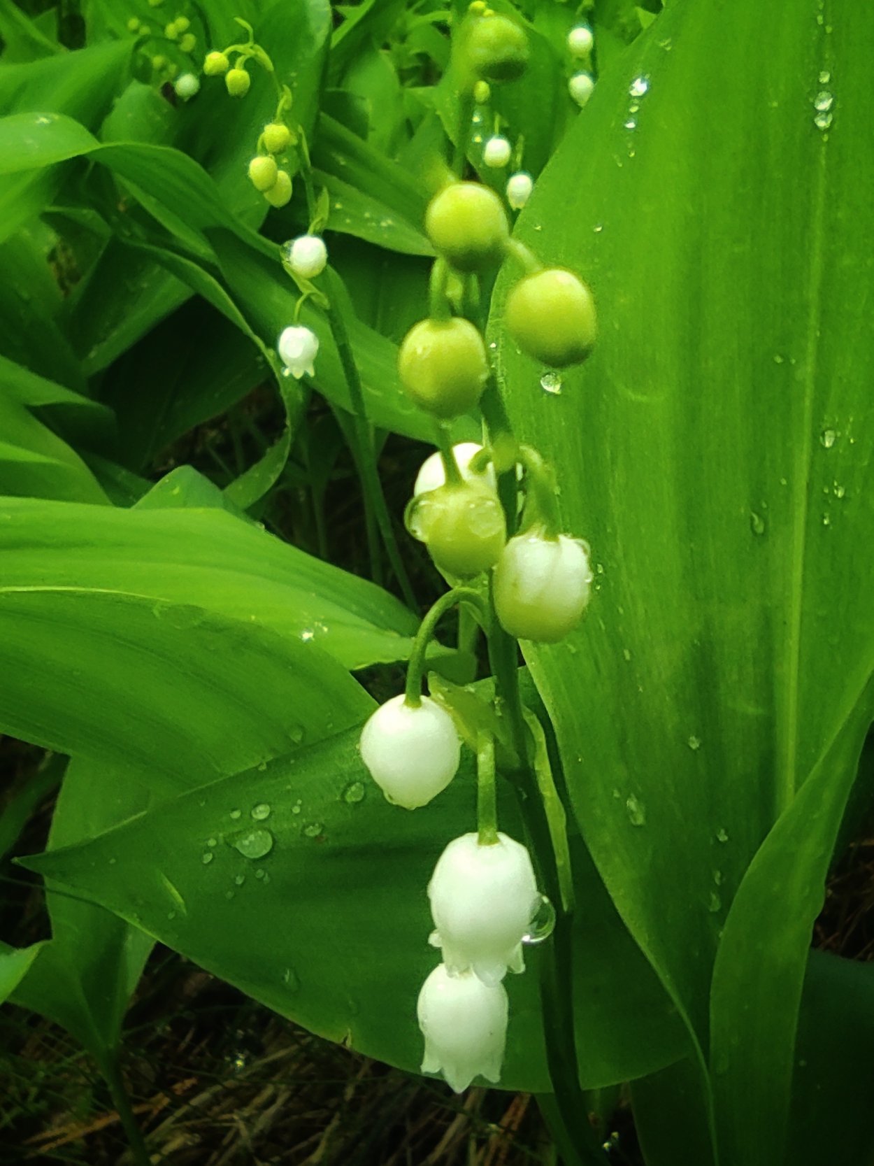 Ландыш ягоды