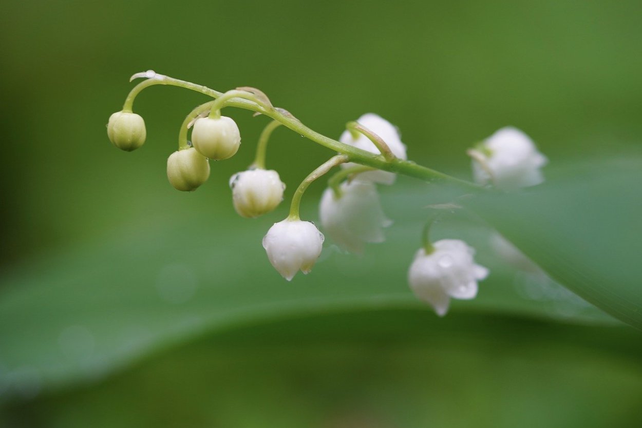 Ландыш горный