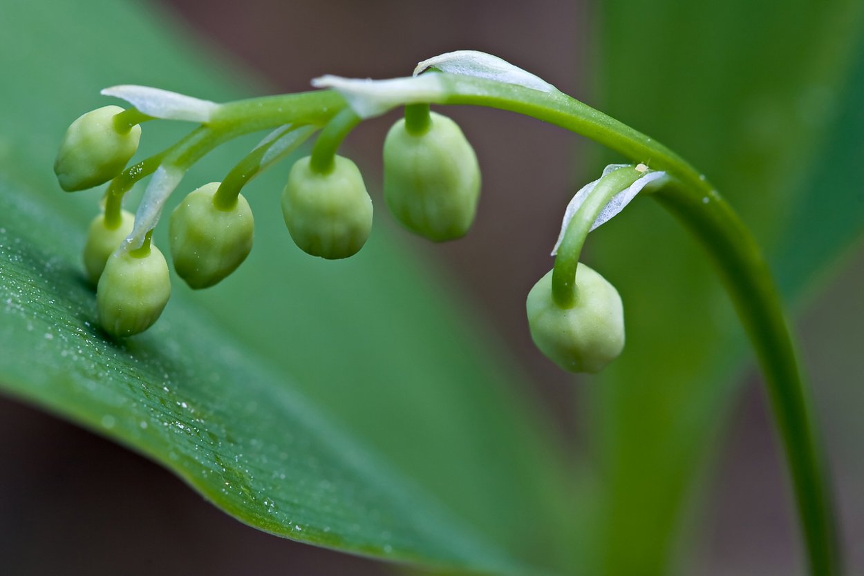 Convallaria Majalis drugs