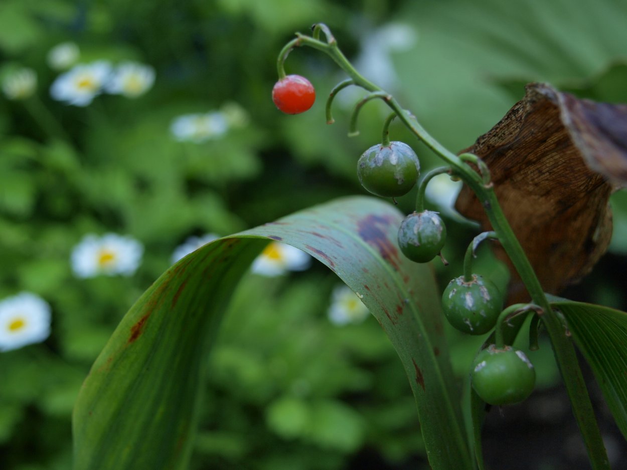 Ягоды ландыша зеленые