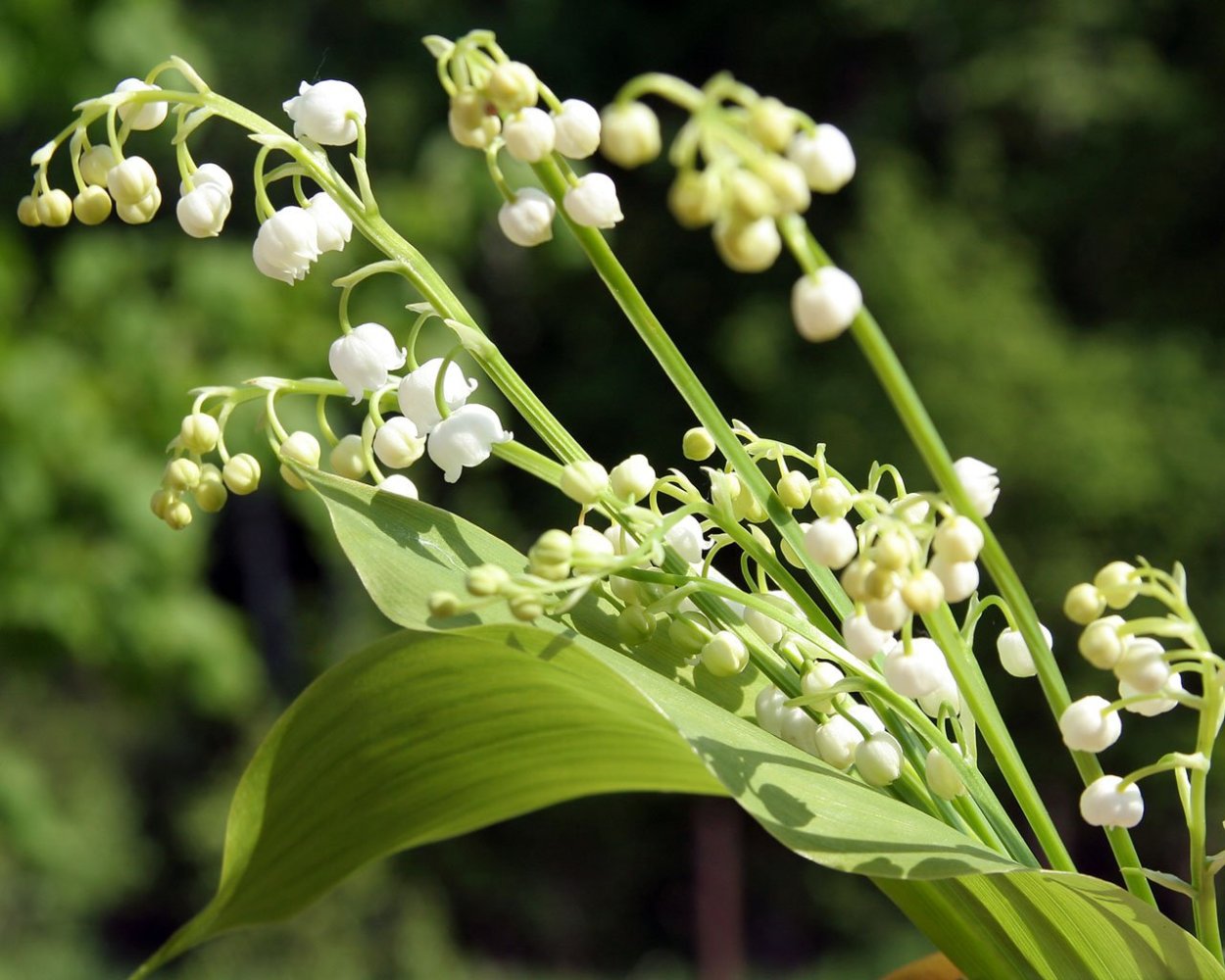 Лесной цветок похожий на Ландыш