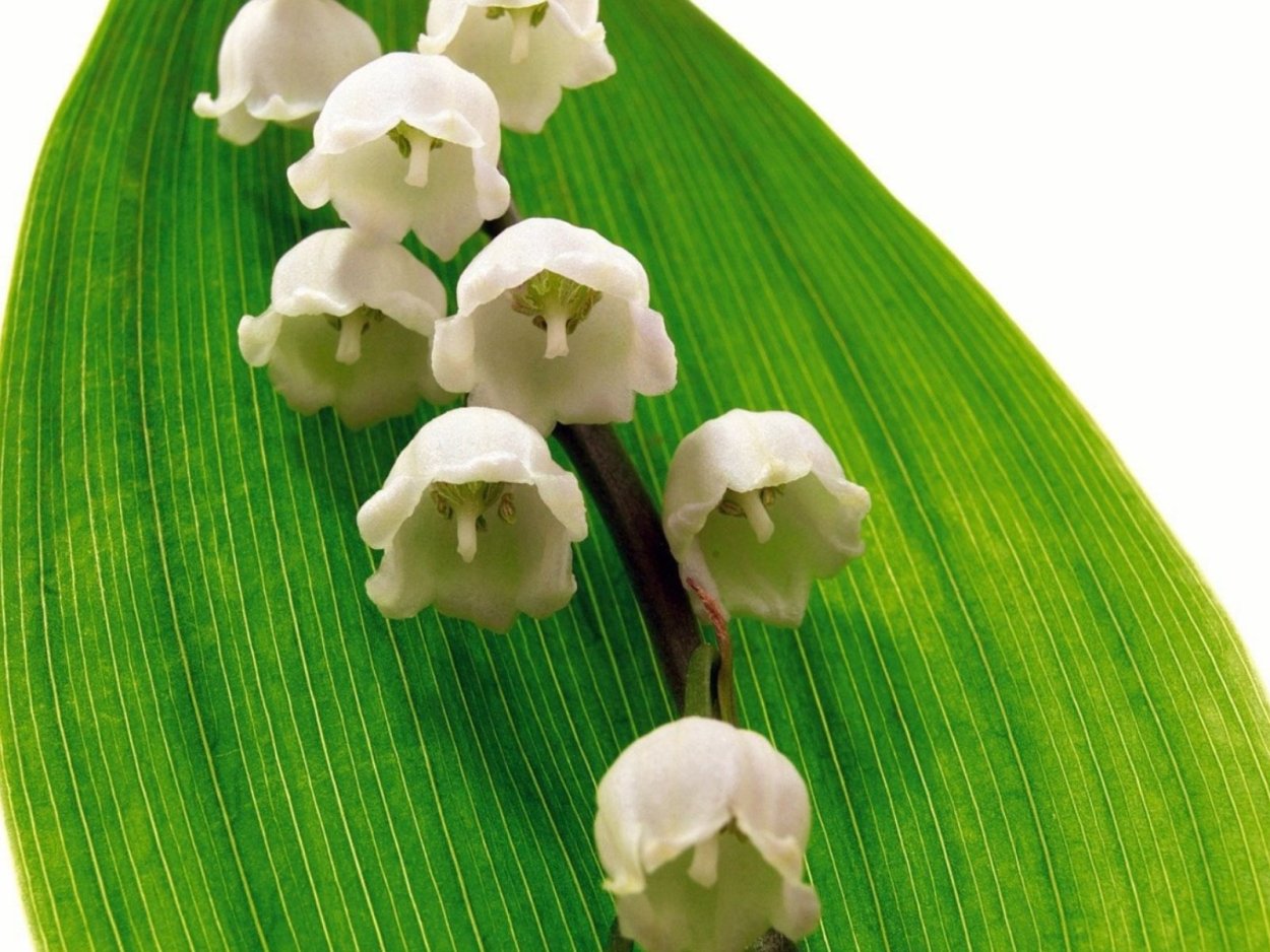 Цветы Ландыши и подснежники