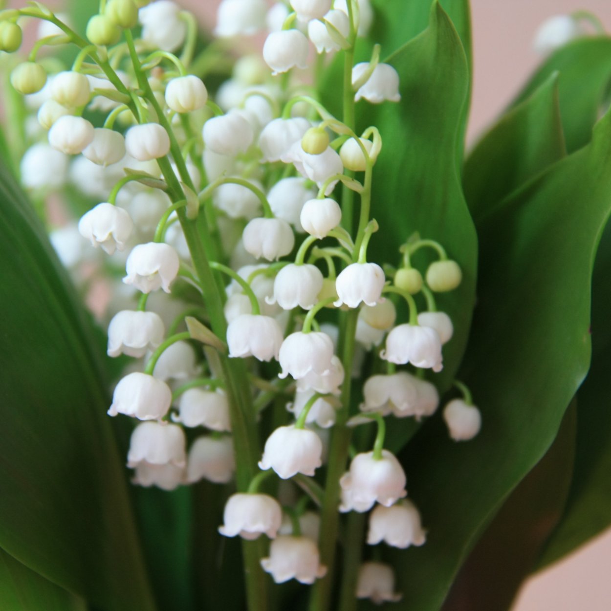 Очень красивые цветы Ландыши