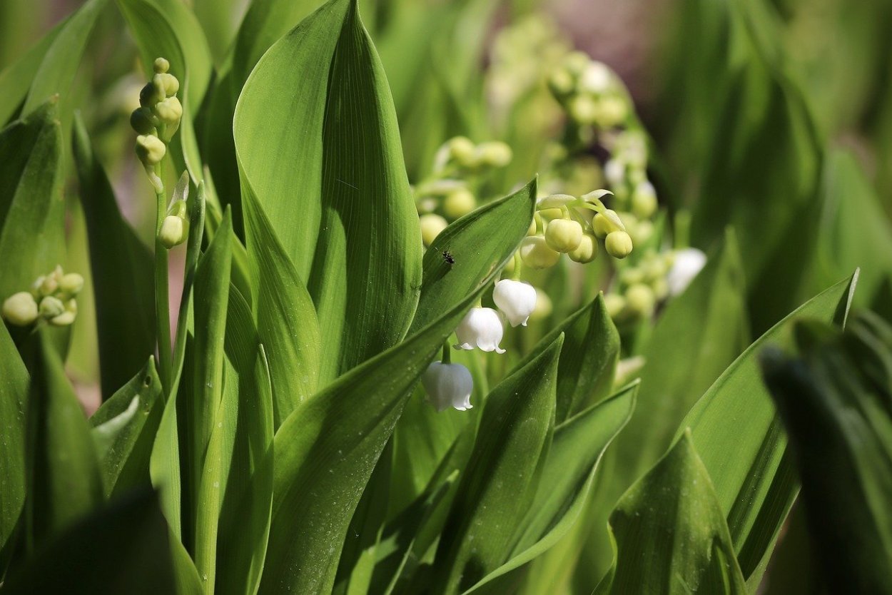 Convallaria, AE, F-Ландыш