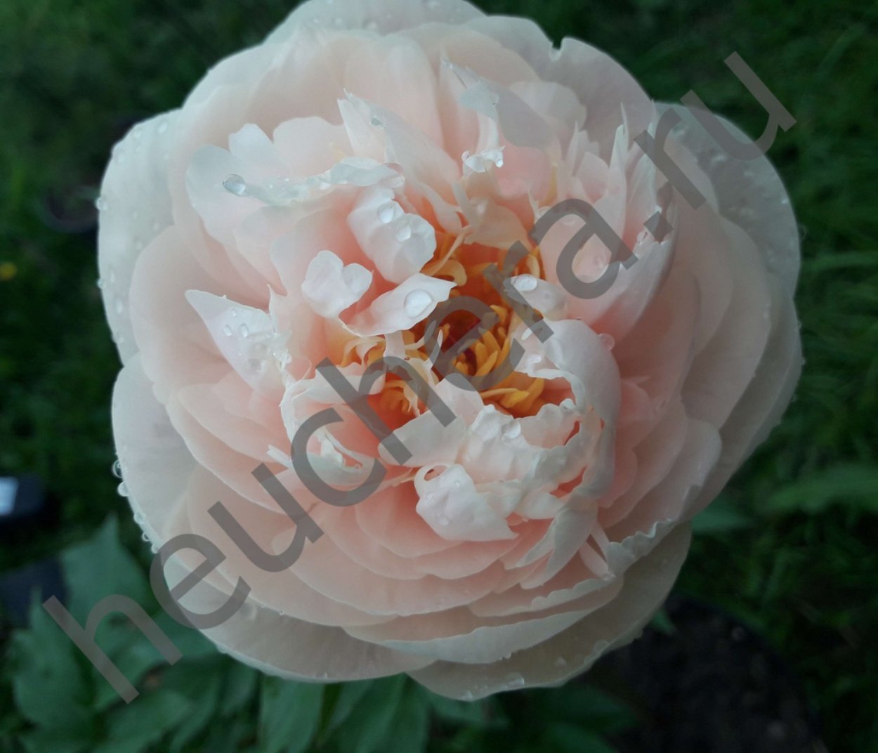 Stock пион Пастелеганс