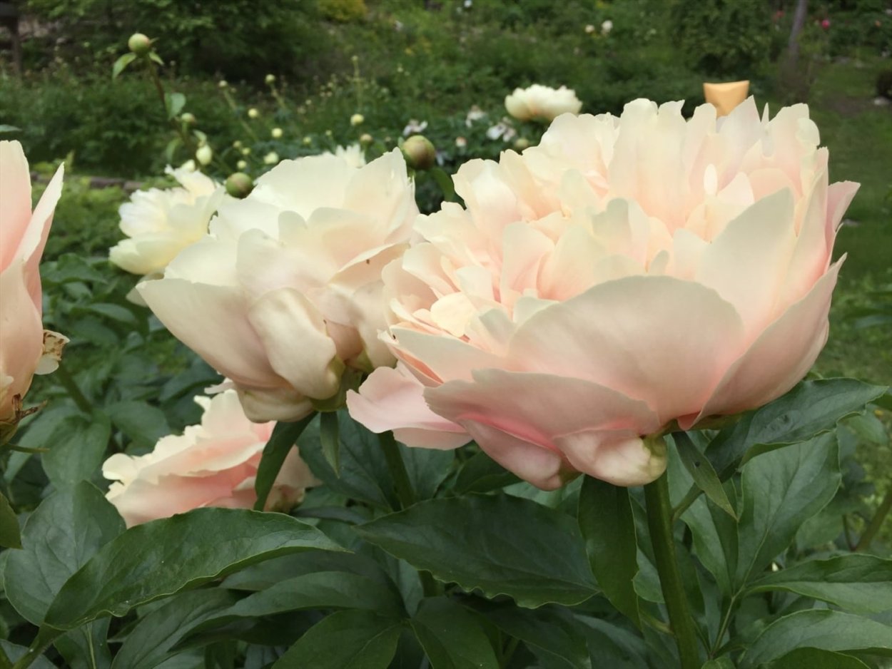 Pastelorama пион