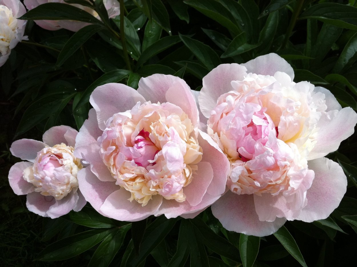 Пион Martha Bulloch