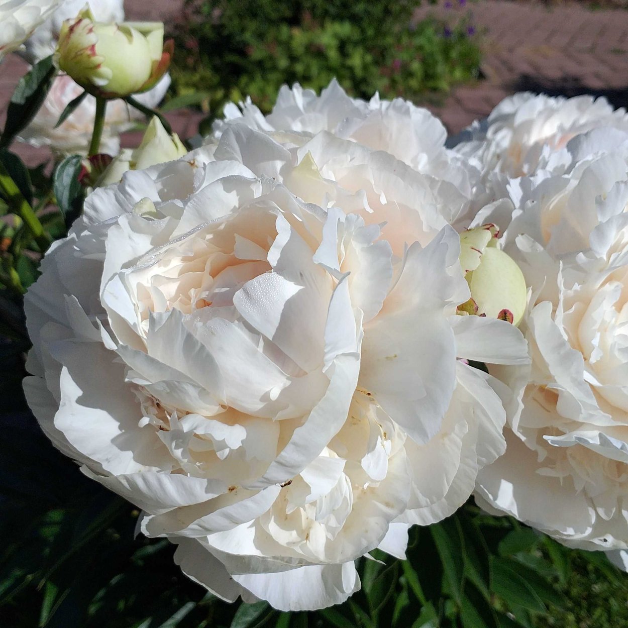 Пион молочноцветковый Solange