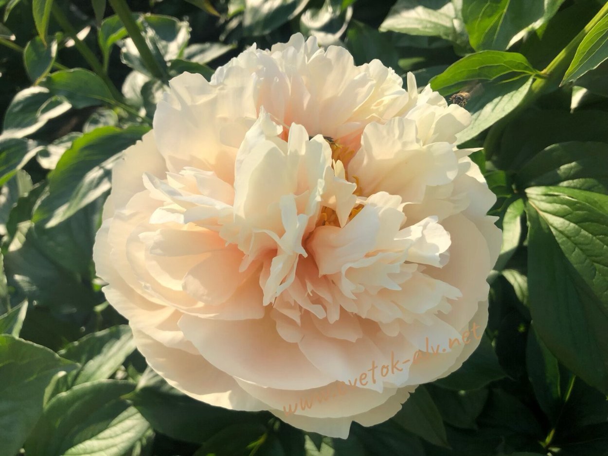 Пион Пастельэлеганс