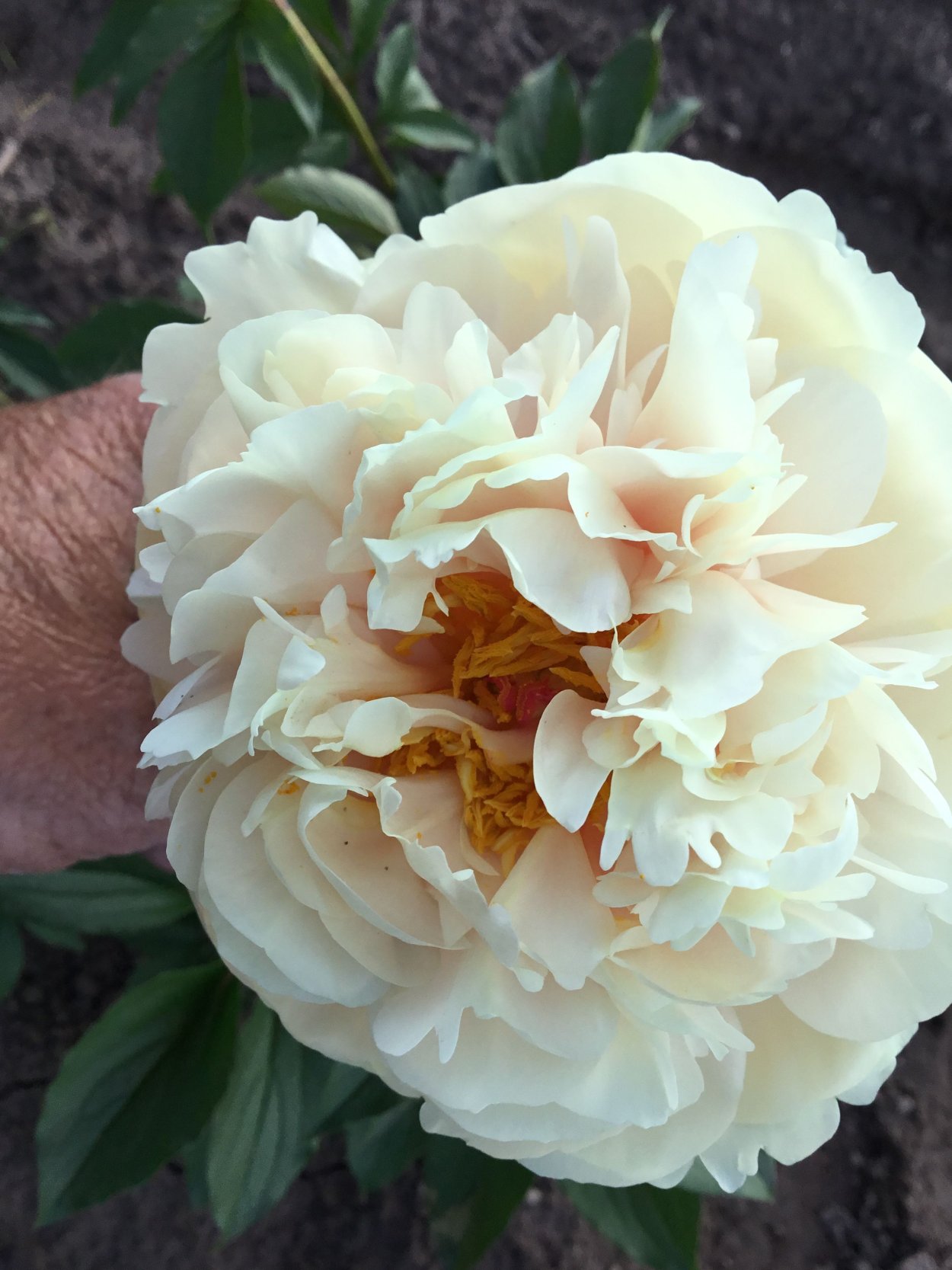 Пион Пастелеганс