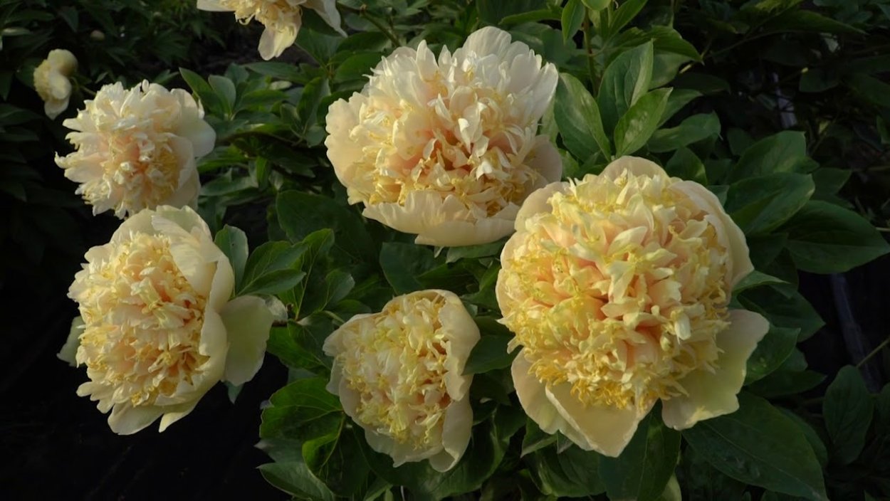 Пион куэнзин